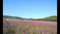 嚮往嚮往到Florence的薰衣草花園？還是日本的那個薰衣草花園？覺得大片薰衣草花園很好看？味道會