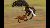 在沙漠里有狐狸妈妈和三只小狐狸，一只鹰飞过来想抓小狐狸，狐狸妈妈猛捕鹰。片名是？