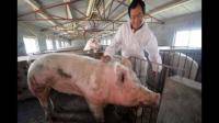 为什么之前所谓的非瘟疫苗不但没有帮助养猪业抵御住非瘟，而是更加难以防控？
