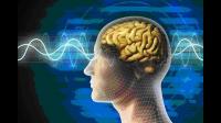 大脑用得越多，神经元储备越多，认知和记忆能力就越强?