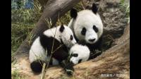 大熊猫妈妈能生几次孩子？一次生几个