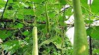 用瓜骂人，傻瓜矮冬瓜。接下来怎么骂？