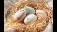 当前，生活变好了，对品质有了更高的追求，你会注重鸡蛋的品质吗？