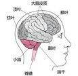 小脑萎缩不治疗的后果或表现为没有