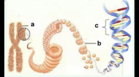 其中有将近一半左右有家庭史，部分学