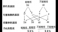 妈妈可以卷舌爸爸和孩子都不可以卷舌，那么可以推断出什么